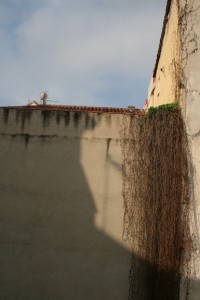 The view from our apartment. Birds are often on the vines. It does kind of make you want a good mural though. :)