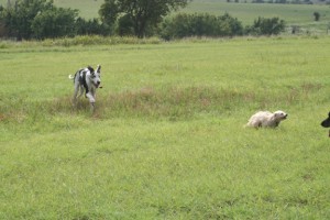 shakti2 Shakti chasing Casper. Don't worry! She never catches him. :)