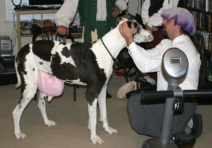 Our cowdog enjoying some attention.