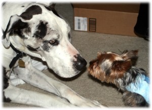 Shakti and Gracie make friends.