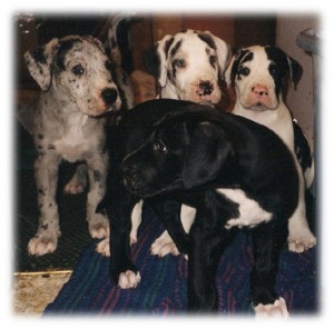 Shakti with a few of her siblings.