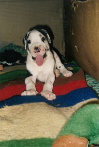 Shakti was an adorable and happy pup.