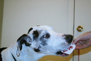 Oh my gosh!  This is the best dog cookie ever!