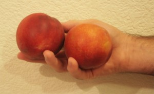 The Amazing Duo are as long as a peach but not as round!