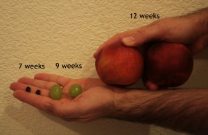 The Amazing Duo at 7, 9 and 12 weeks.