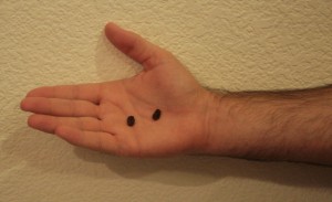 Our little California raisins.