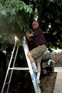 Women love him, cherries fear him.