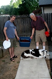Our big haul of cherries