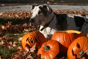 101_shakti_pumpkins Our Darling Dane