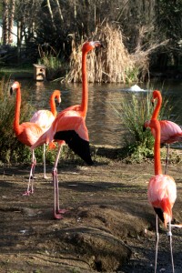 69_flamingos_wings Alex and Dom liked watching all the flamingos.